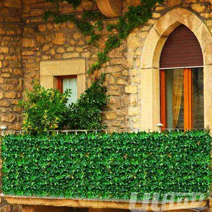 ��_����ֲ�