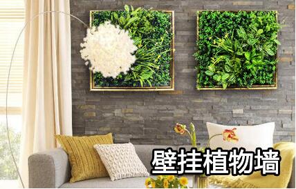 壁掛植物