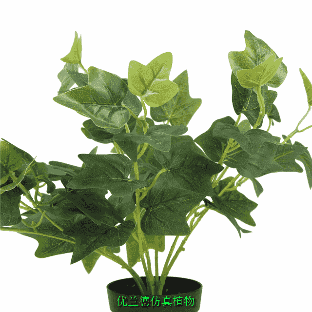 ����GֲС����