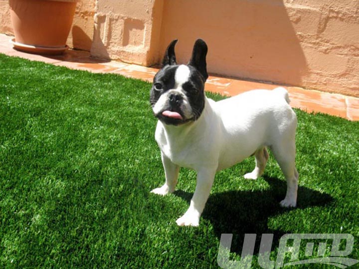 �����˷������ϲ�ƺ