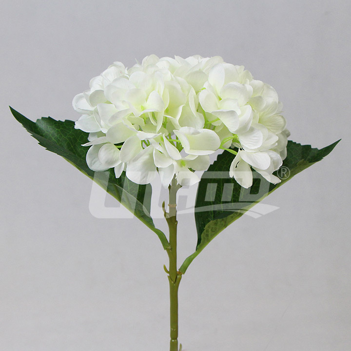 ����ֲ���C�򻨰�ɫ