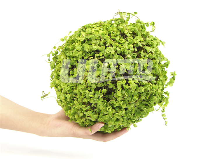 碎葉假植物球
