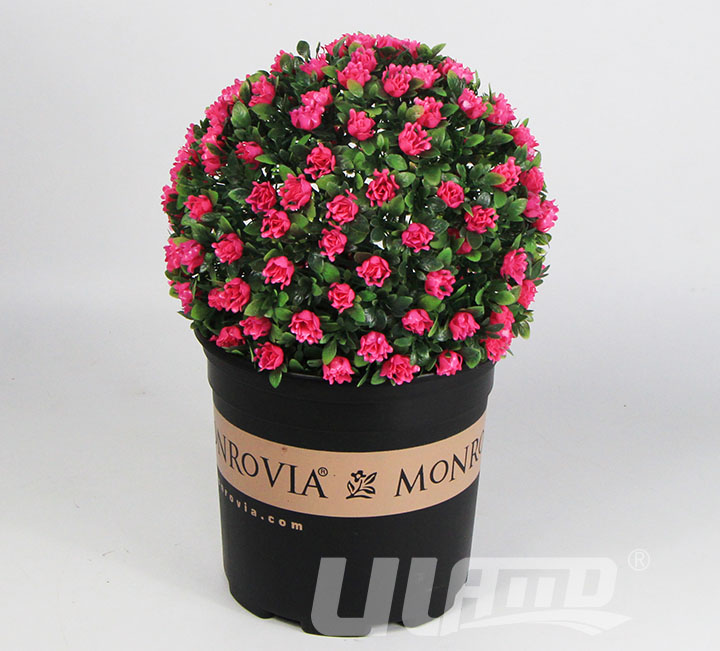 ����ֲ����G26-G�[��