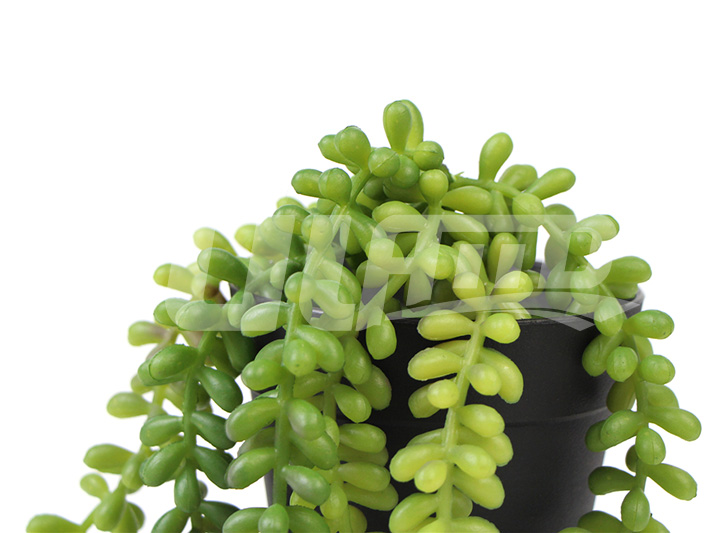 �������϶���ֲ����Y