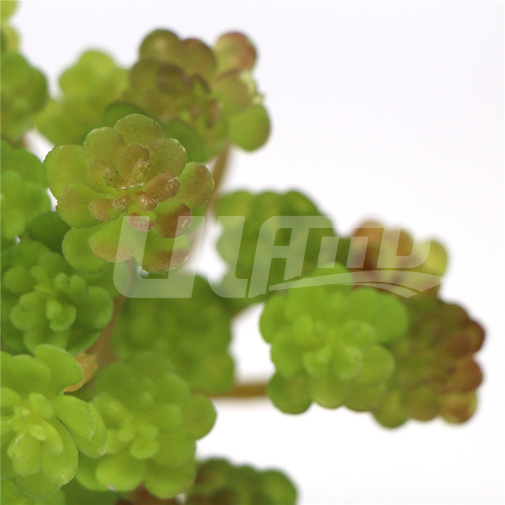 �ٶ���ֲ��