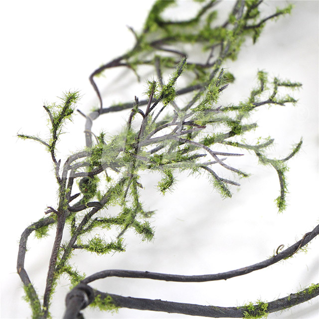 灰綠色苔蘚珊瑚藤