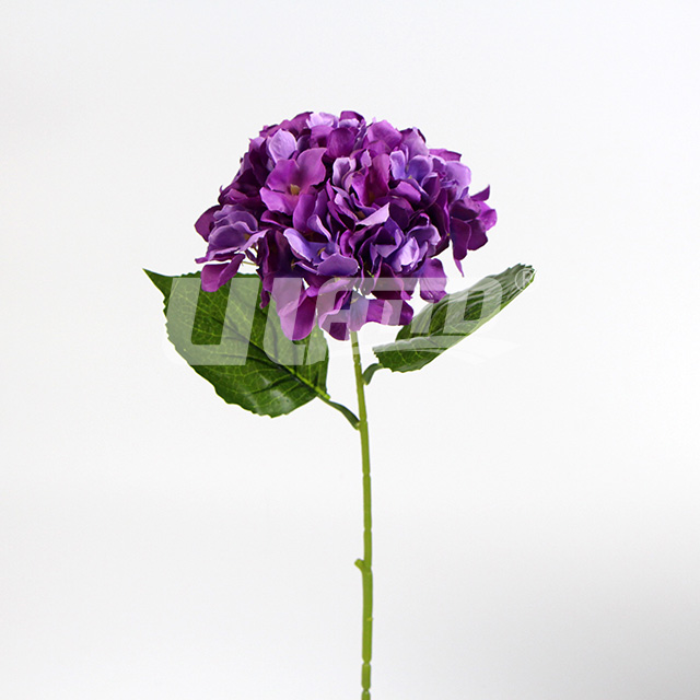 ��ɫ���潁����