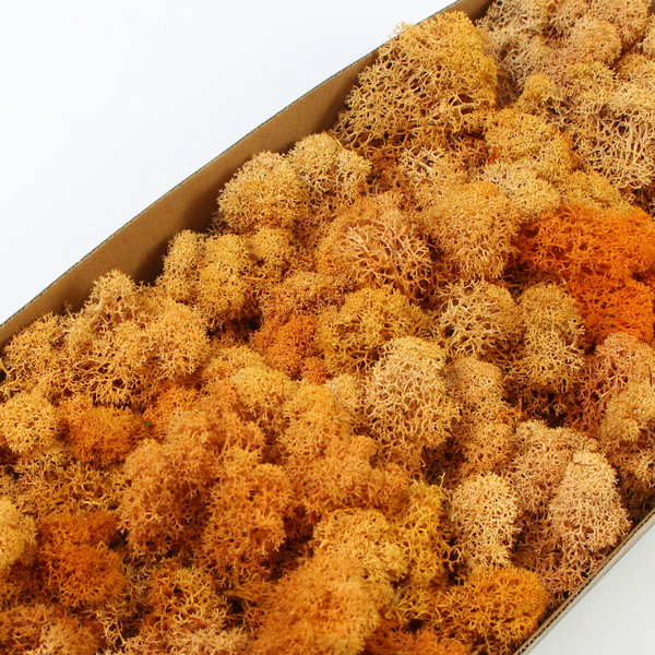 ��ɫ����̦�\