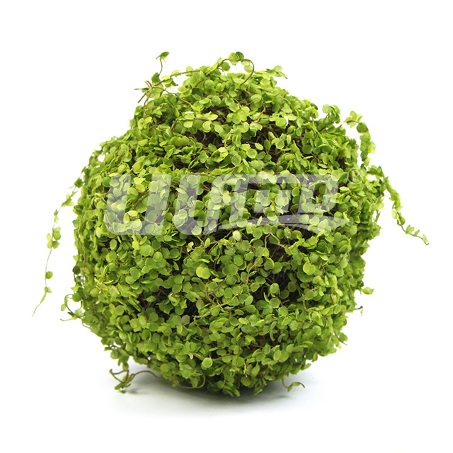 ���~��ֲ����